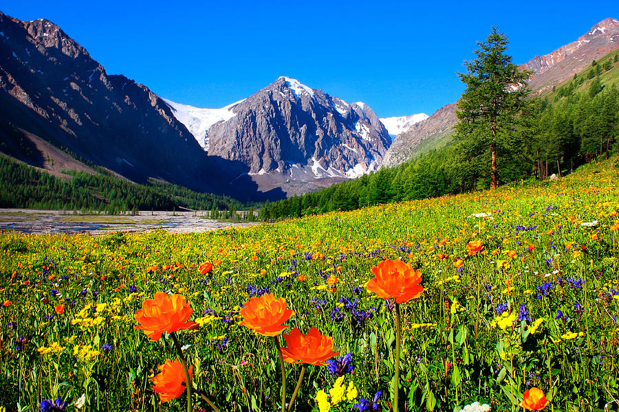 Flowering Valley. Mountain Karatash Photograph by Victor Kovchin