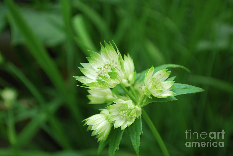 Flowering White and Green Astrantia Flowers in a Garden Photograph by DejaVu Designs