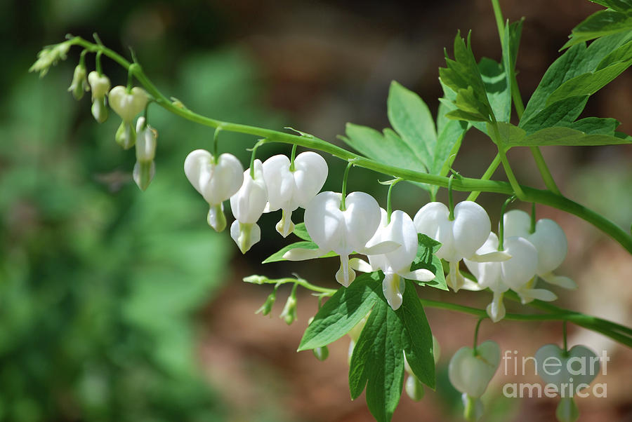 Flowering White Bleeding Heart Plant Photograph by DejaVu Designs