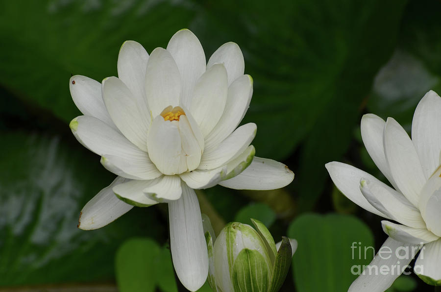 Flowering White Lotus Flower in a Water Garden Photograph by DejaVu Designs