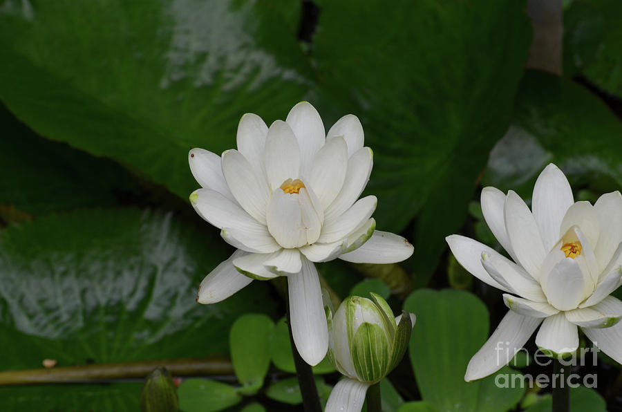 Flowering White Lotus in a Water Garden Photograph by DejaVu Designs