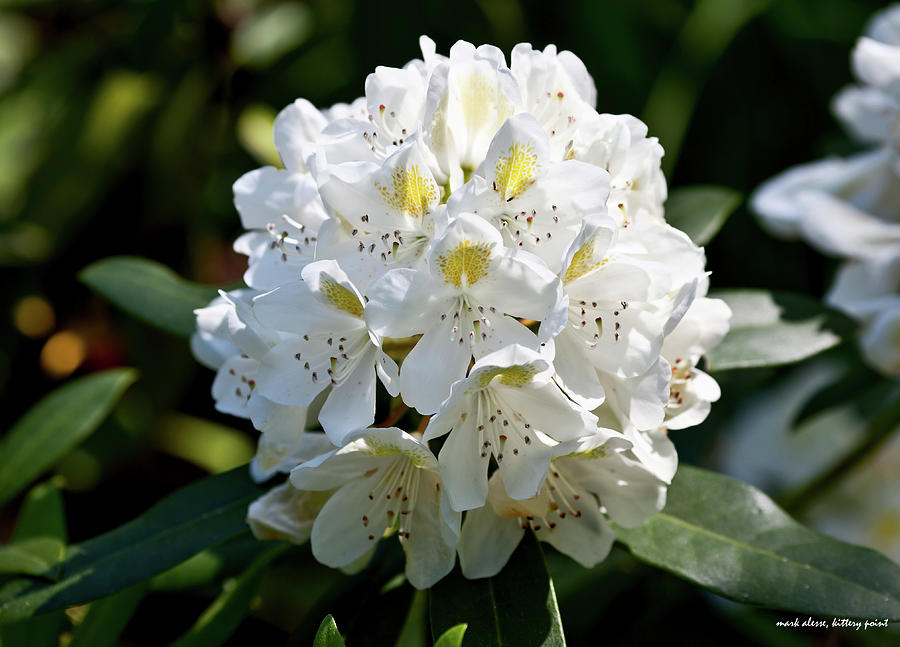 Flowering White Photograph by Mark Alesse