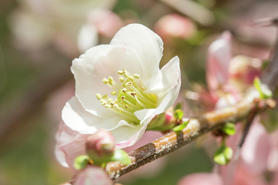 Flowering White Pink Quince Photograph by Iris Richardson