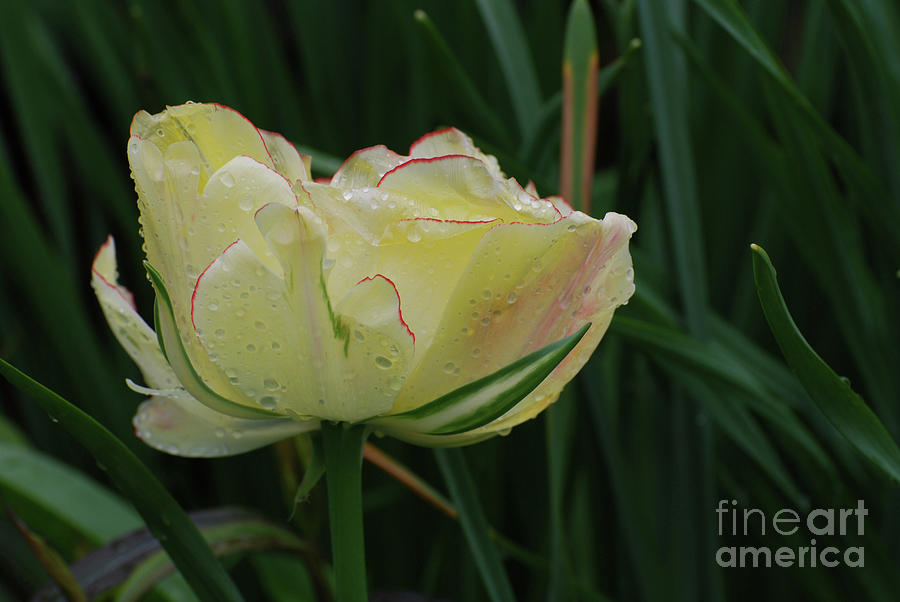 Flowering White Tulip Heavy with Rain Drops Photograph by DejaVu Designs