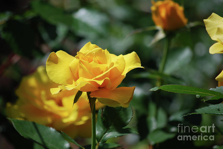 Flowering Yellow Rose Bush in a Rose Garden Photograph by DejaVu Designs