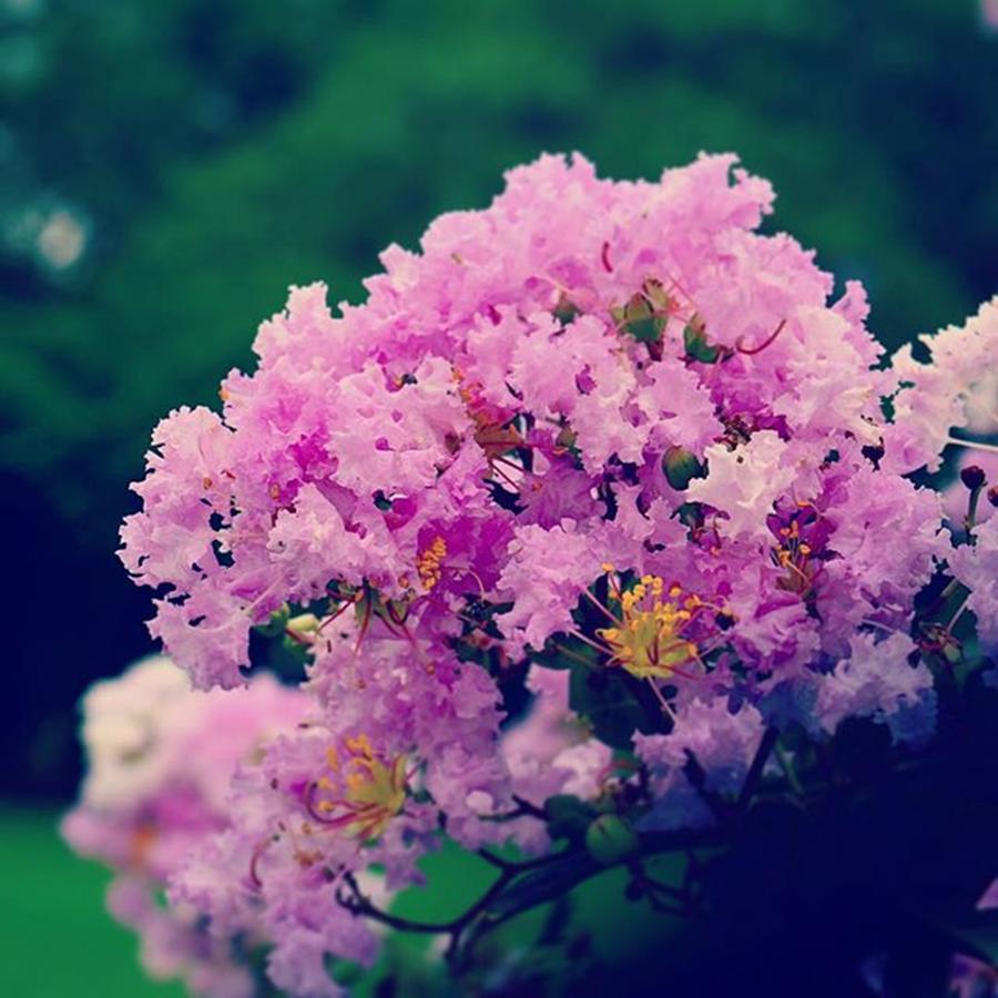 Nature Photograph - #floweroftheday #flower #nikon by Vikas Rathee