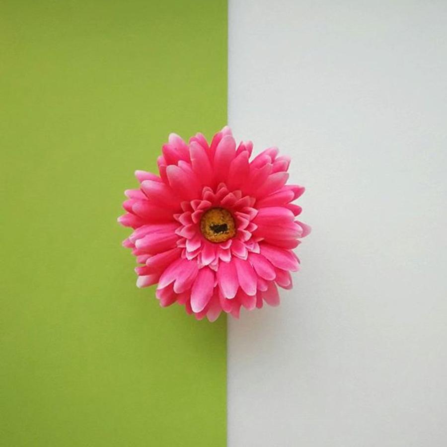 Nature Photograph - Pink Flower by Ann Foo
