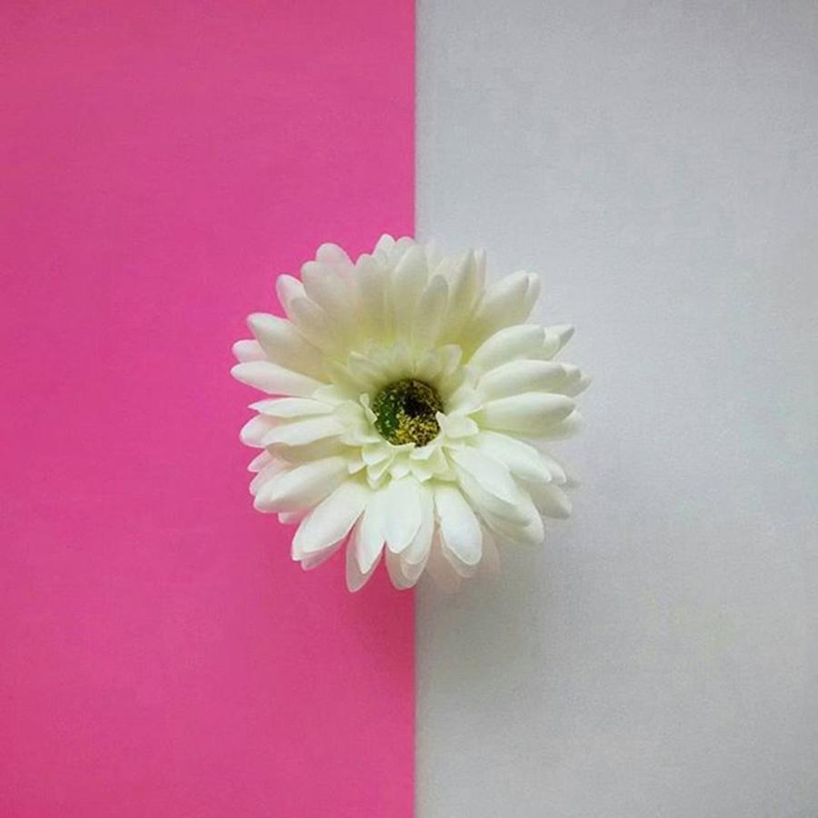 Nature Photograph - White Flower by Ann Foo