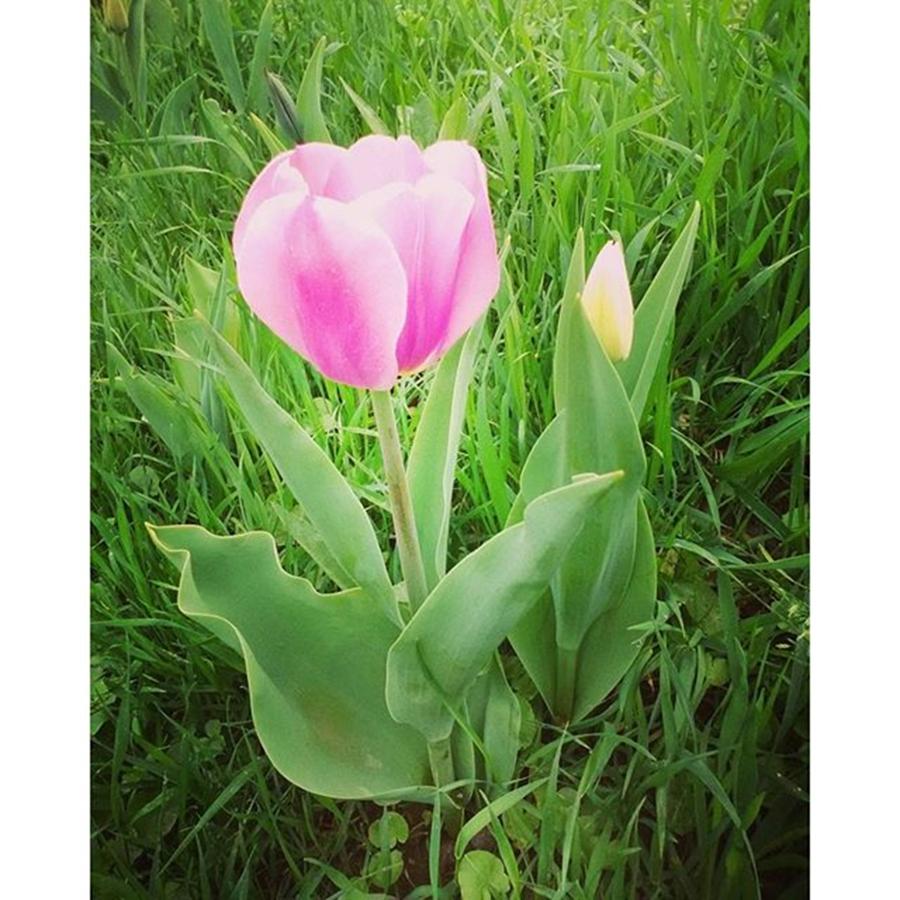 Tulip Photograph - Shy Pink Tulip by Daniela Elena Vilcea