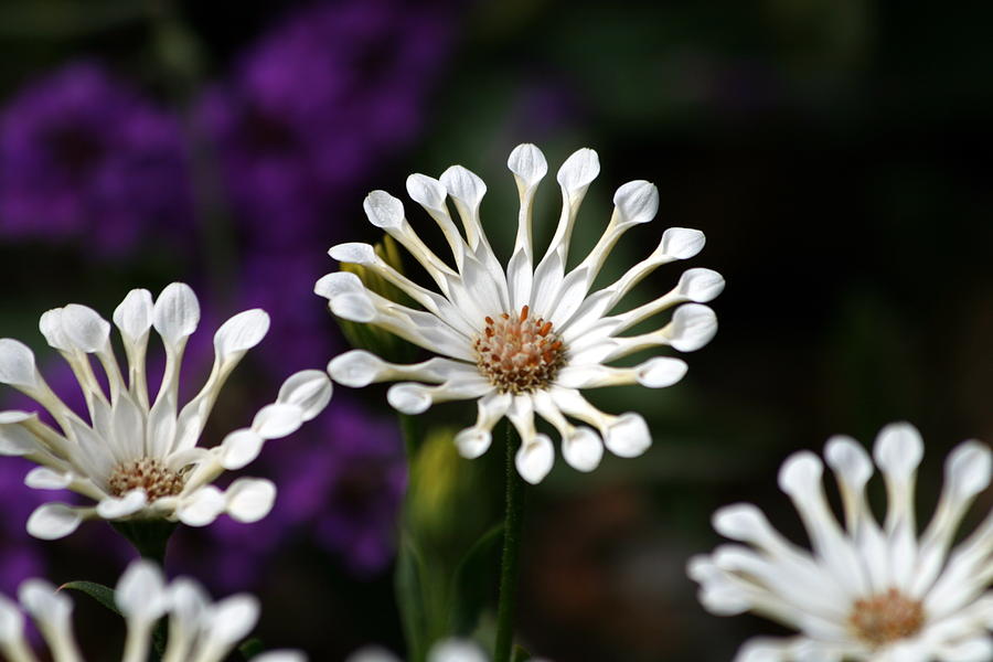 Flowers 006 Photograph by Fabio Agostini - Fine Art America