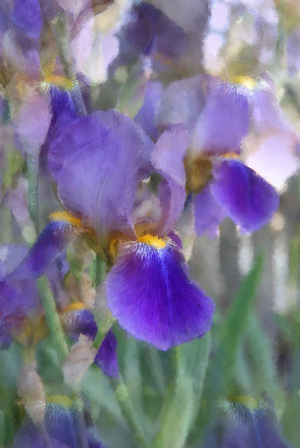 Iris Photograph - Flowers 12 by Joyce StJames