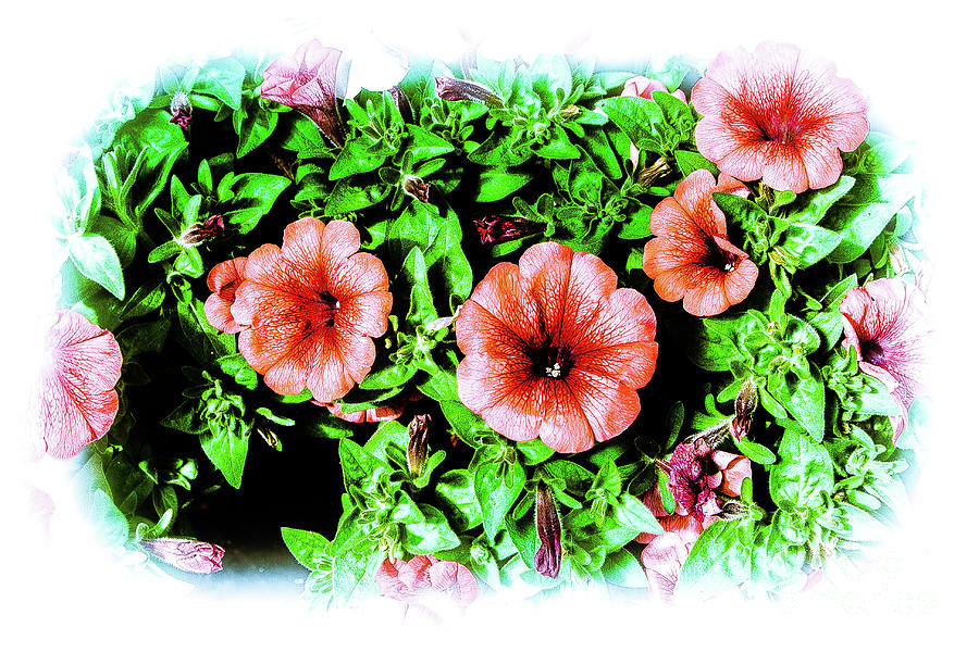 Flowers 19 by Bruno Spagnolo Flowers 19 by Bruno Spagnolo
