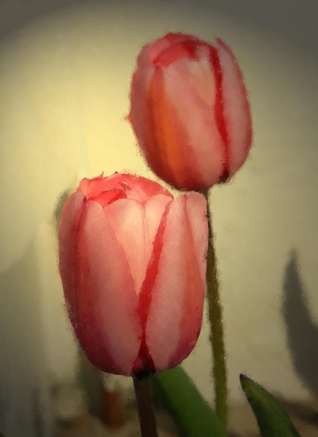Tulip Photograph - Flowers 28 by Joyce StJames
