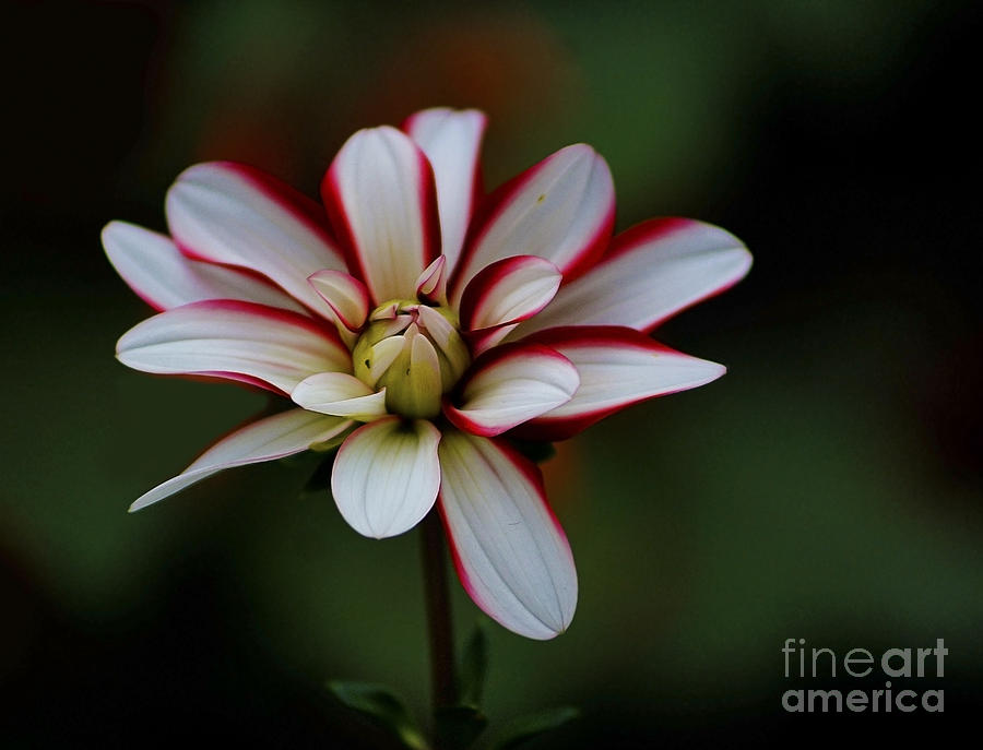 Flower Photograph - Flowers 66 by Ben Yassa