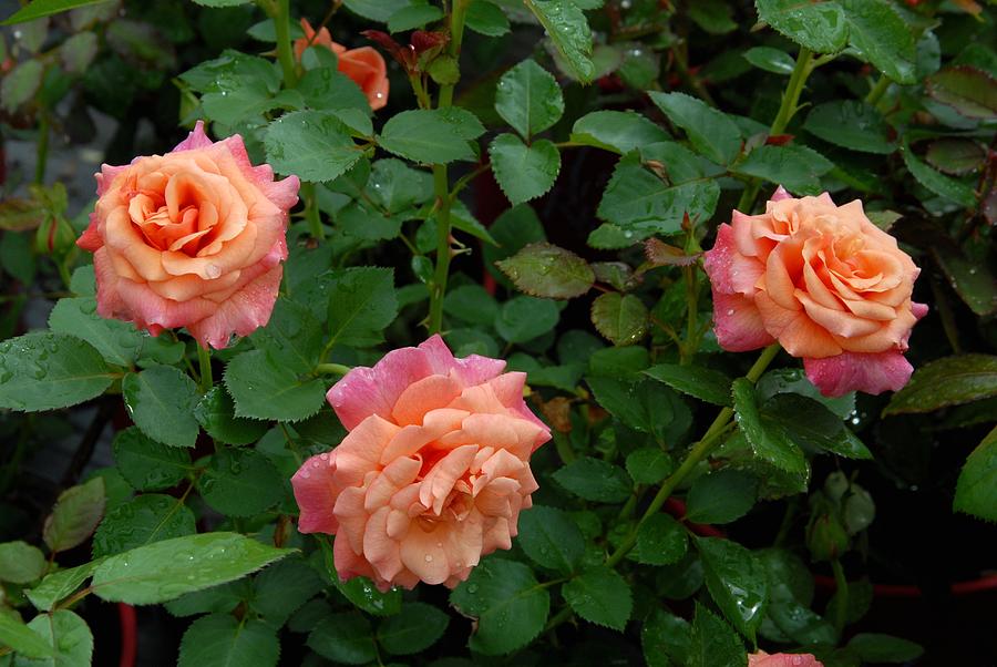 Rose Photograph - Flowers 710 by Joyce StJames