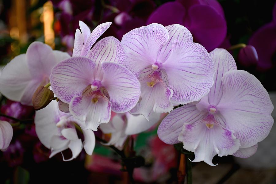 Orchid Photograph - Flowers 824 by Joyce StJames