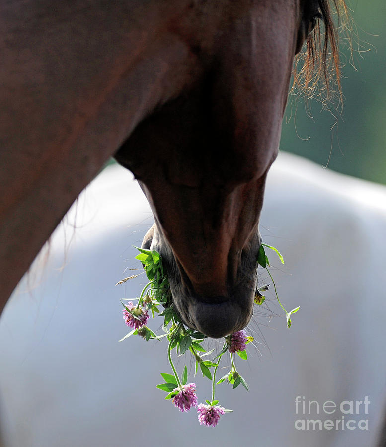 Flowers #940 Photograph by Carien Schippers