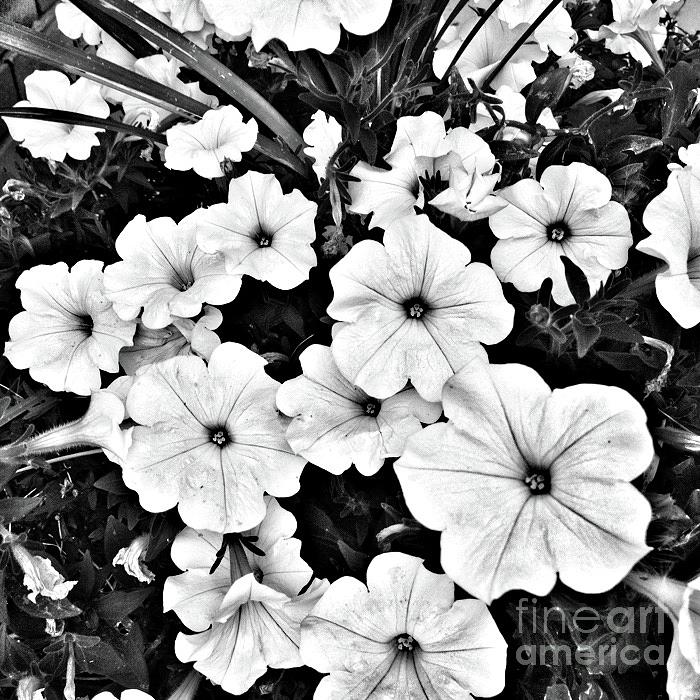 Flowers 001 BW Photograph by Jor Cop Images