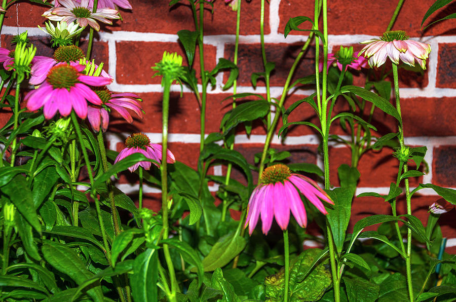 Flowers Along a Red Brick Wall Photograph by Bill Cannon