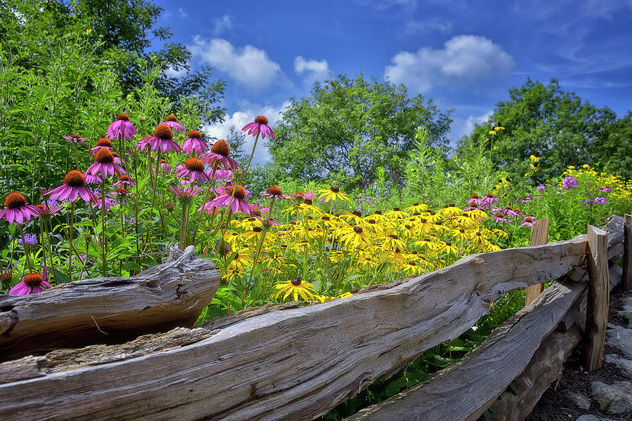Flowers along a wooden fence Photograph by Steve Hurt