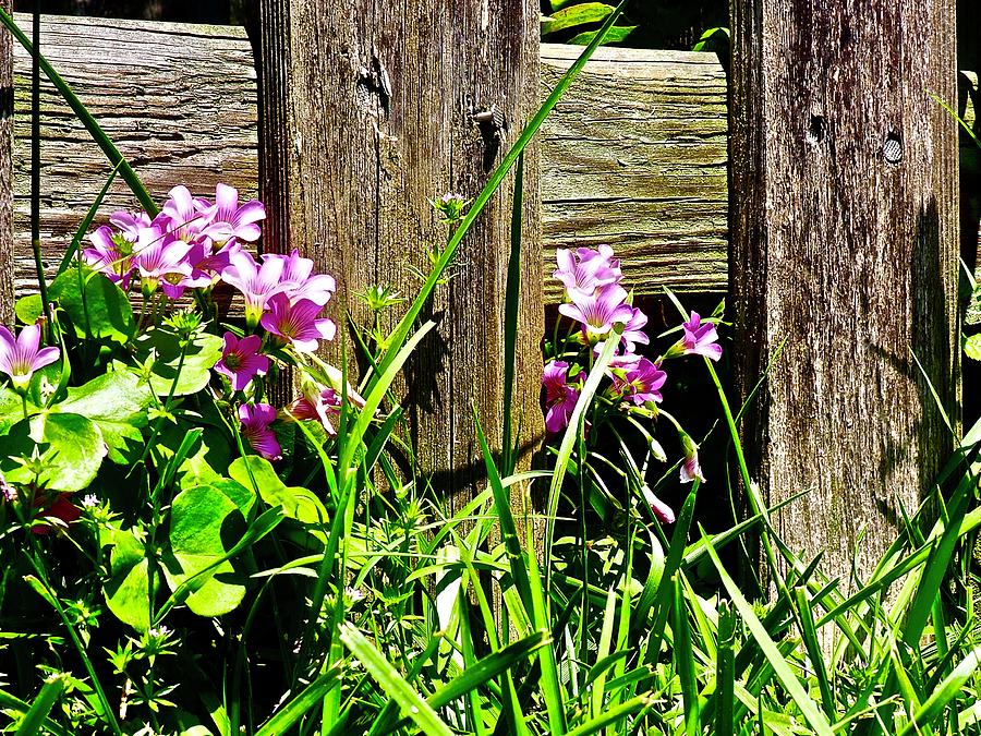 Flowers along the fence Photograph by Shawn M Greener