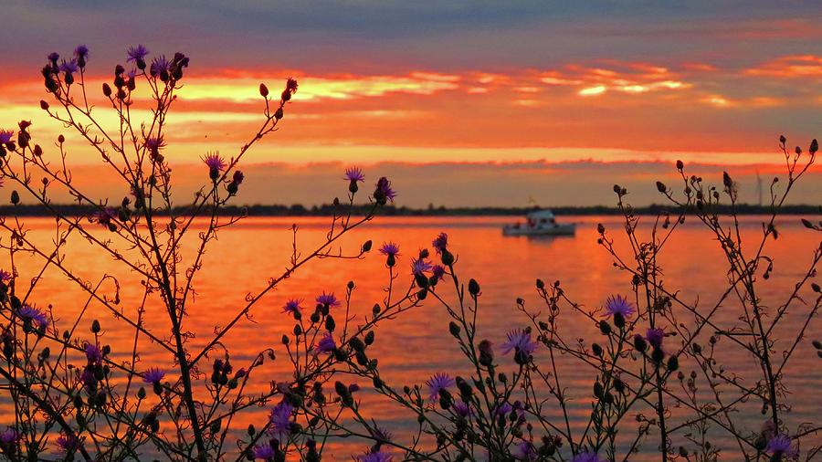Flowers along the shore at Tibbetts Point  Photograph by Dennis McCarthy