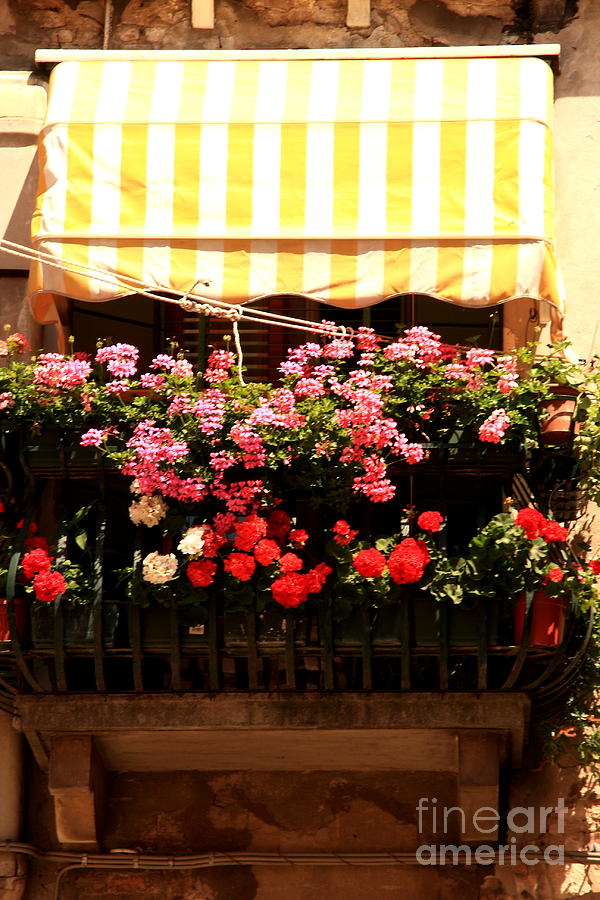 Flower Photograph - Flowers and Awning in Venice by Michael Henderson