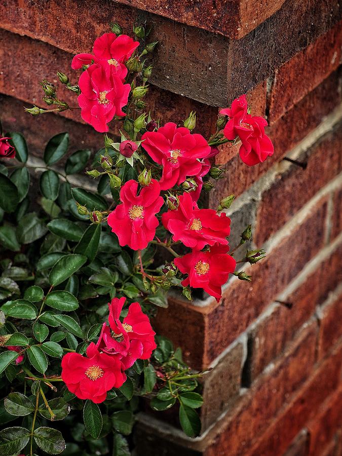 Flowers and Bricks Photograph by Buck Buchanan