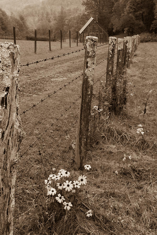 Flowers and Fence Photograph by Joye Ardyn Durham
