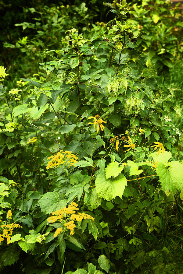 Flowers and Forest Foliage Photograph by Donald Erickson - Fine Art America