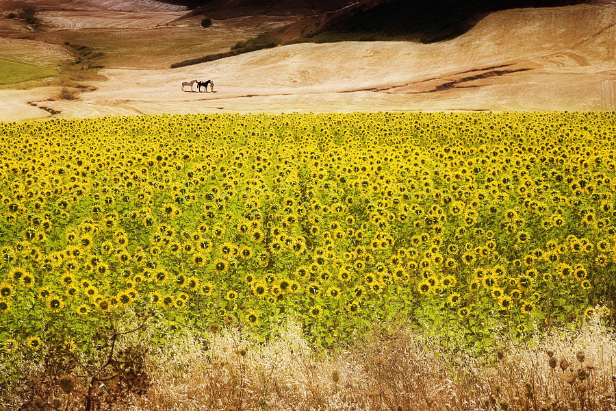 Flowers and Horses near Setinil Spain Photograph by Mal Bray