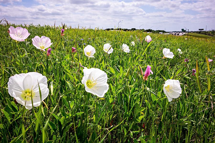 Flowers And Landscapes Along Texas Highway Roadside In Spring Photograph by Alex Grichenko