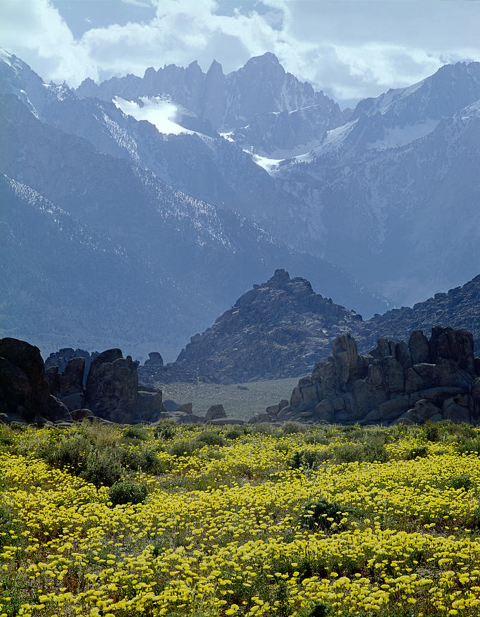 1M6438-Flowers and Mt. Whitney  Photograph by Ed  Cooper Photography
