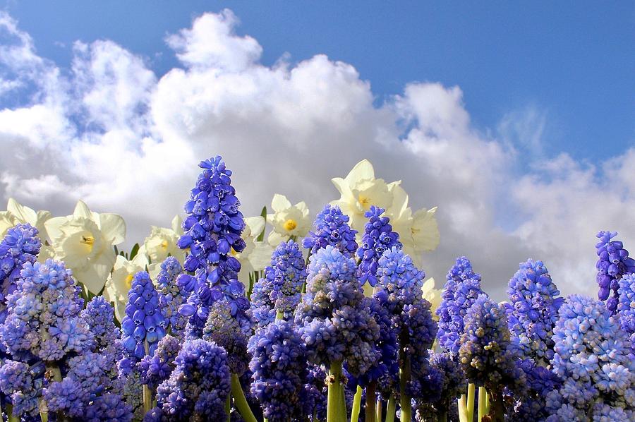 Flowers and Sky Photograph by Brian Eberly