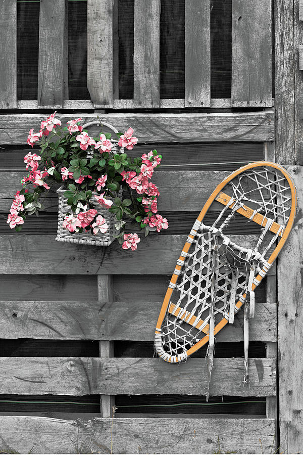 Flowers and Snowshoe Photograph by Peter J Sucy
