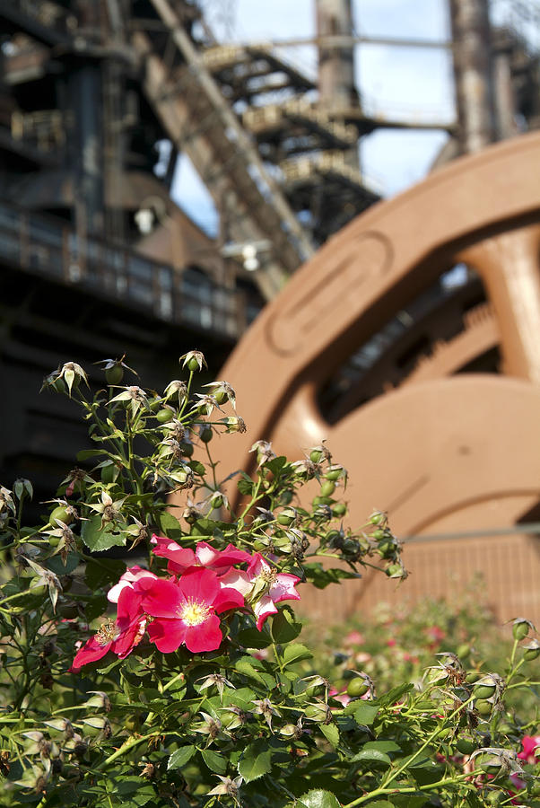 Flowers and Steel Photograph by Michael Dorn