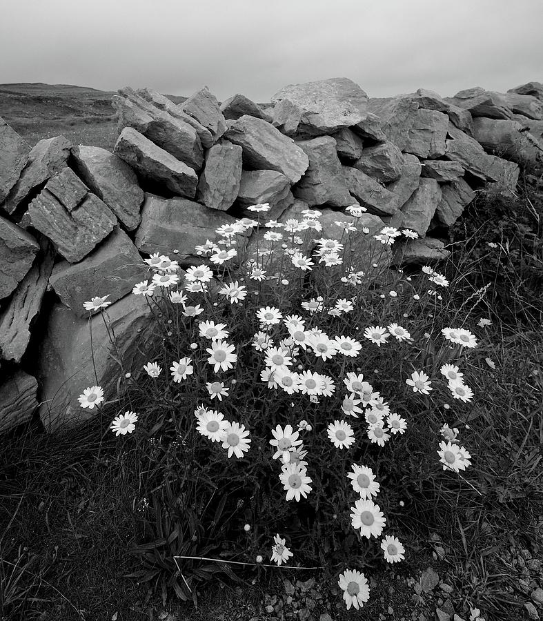 Flowers and Stones Photograph by Matt MacMillan