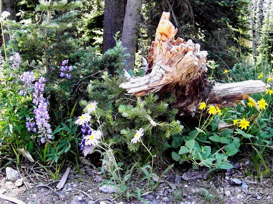 Flowers and Stump Photograph by Charles Robinson