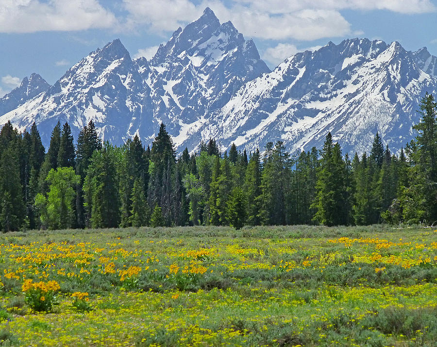 DM9228-Flowers and the Tetons  Photograph by Ed  Cooper Photography