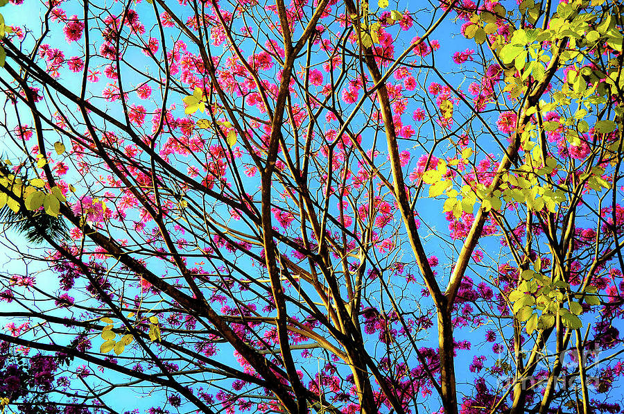 Tree Photograph - Tropic Trees and Flowers #2 by D Davila