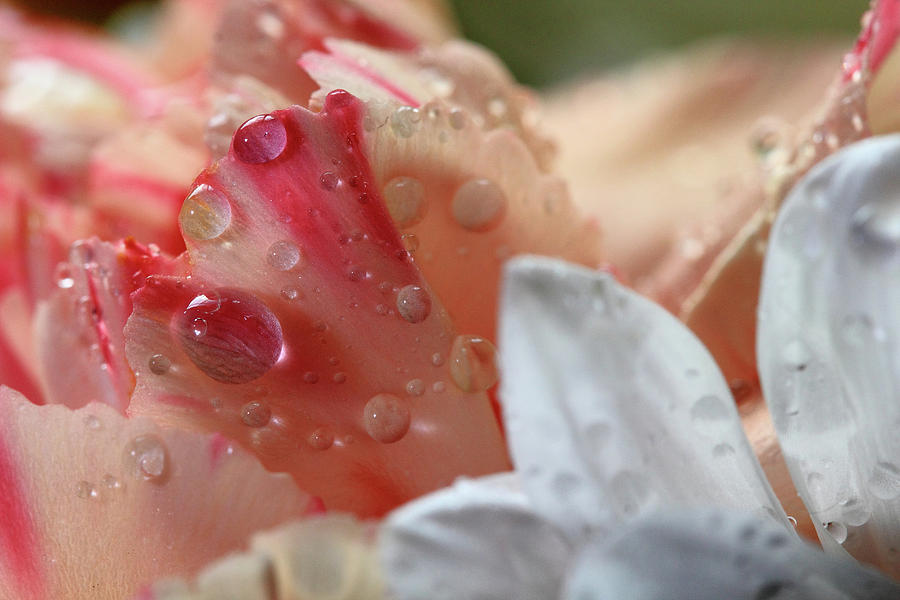 Flowers and Water Droplets Photograph by Angela Murdock