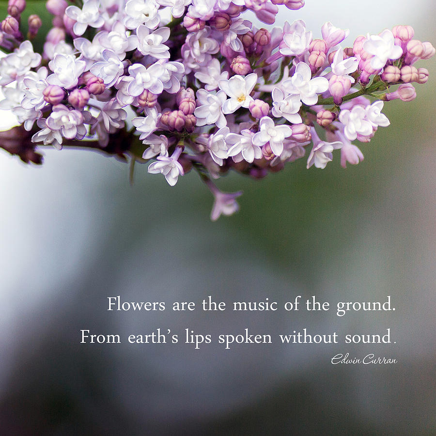 Flowers are Music Photograph by Rebecca Cozart