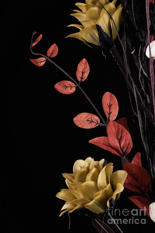 Flowers arrangement with black background Photograph by Simon Bratt