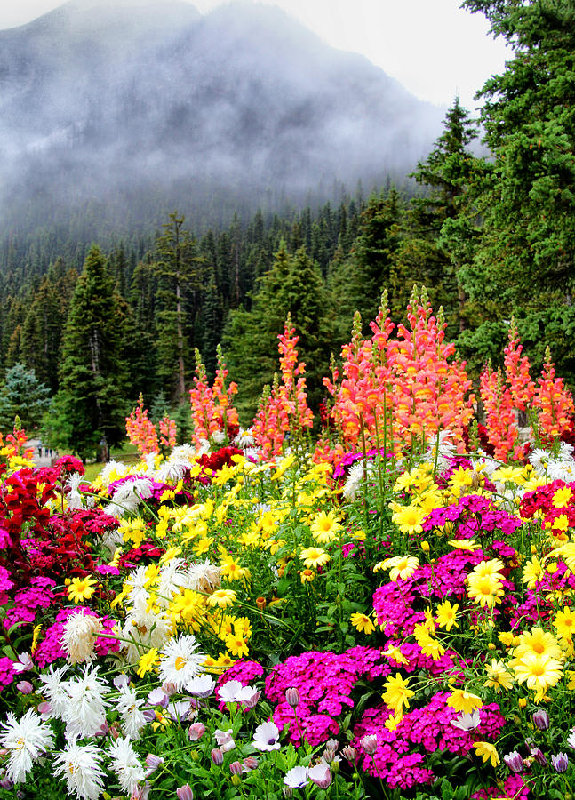 Flowers at Lake Louise Photograph by Carolyn Derstine