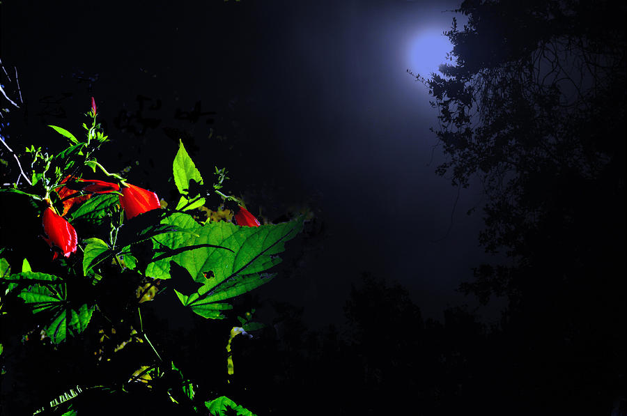 Flower Photograph - Flowers at Moonlight by William Jones