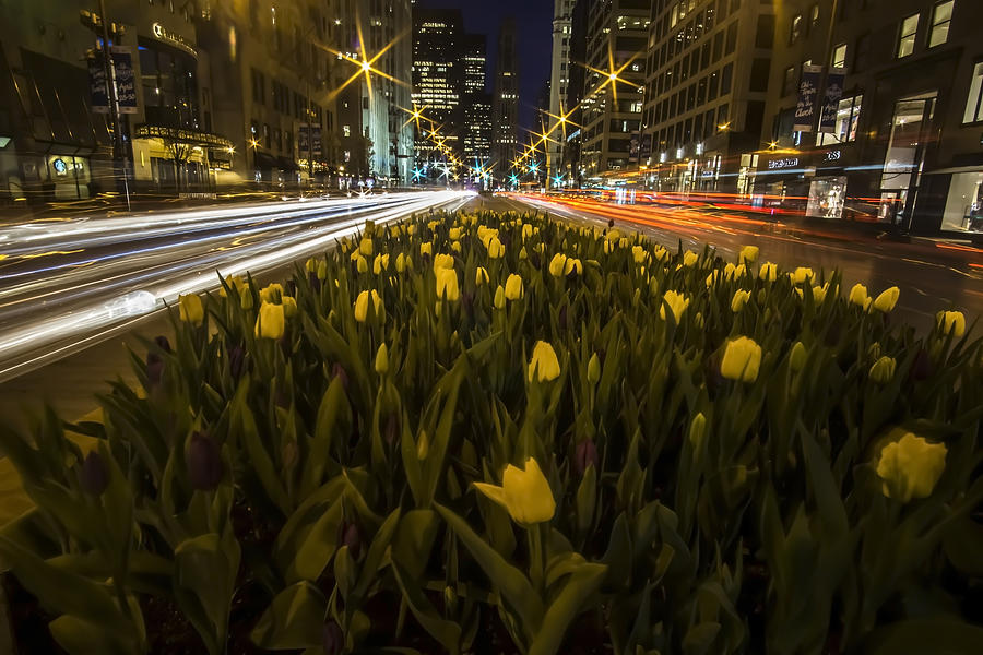 Flowers at night on Chicagos Mag Mile Photograph by Sven Brogren
