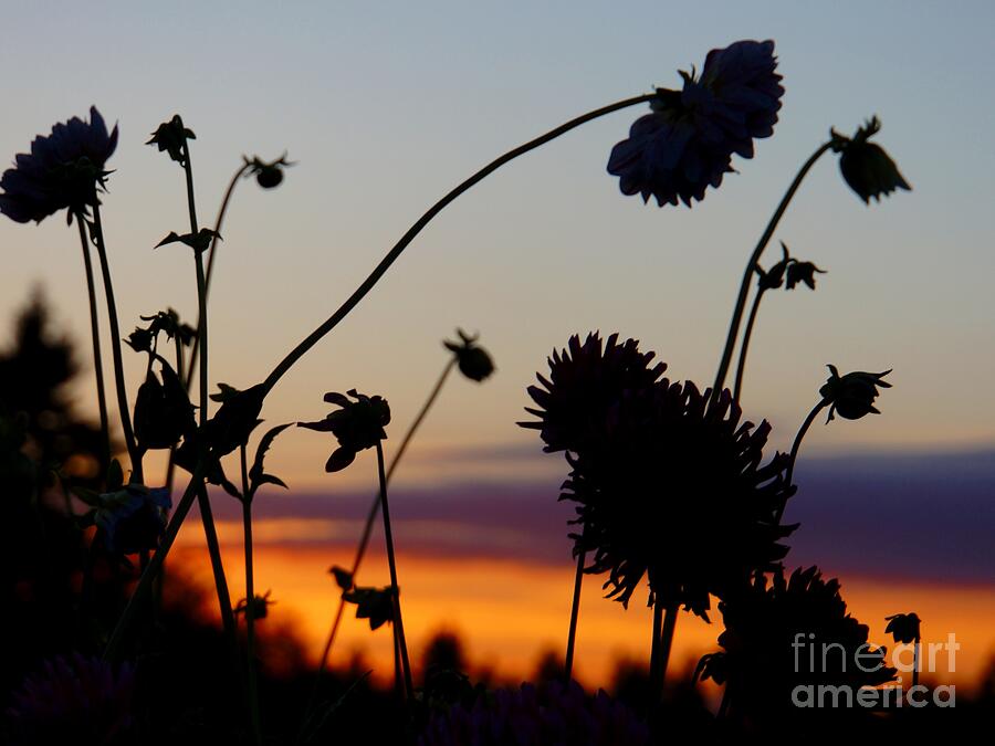 Flowers at Sundown Photograph by Patricia Strand