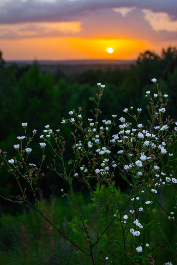 Flowers at Sunset Photograph by Parker Cunningham