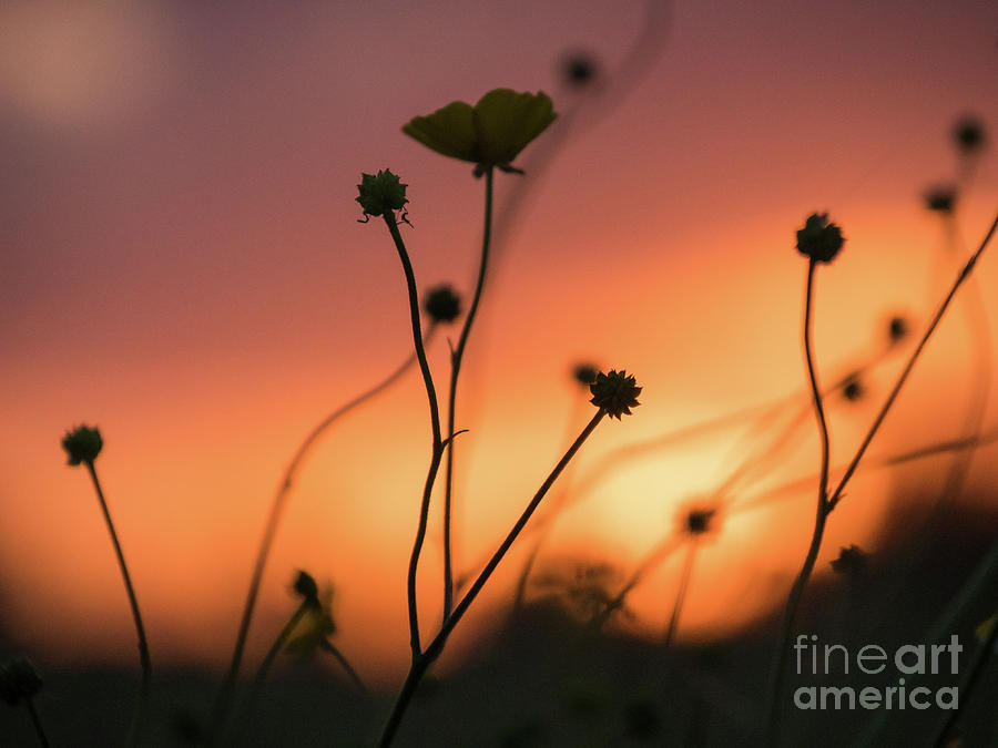 Flowers at Sunset by Paul Farnfield Flowers at Sunset by Paul Farnfield