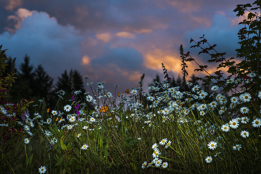 Flowers at Sunset Photograph by Robert Potts
